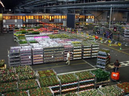 花卉/綠植運輸到香港案例-深圳東勝物流